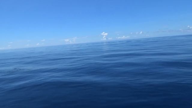 Увидели КИТОВУЮ АКУЛУ по дороге с острова Тодду на Фуладу смотреть онлайн