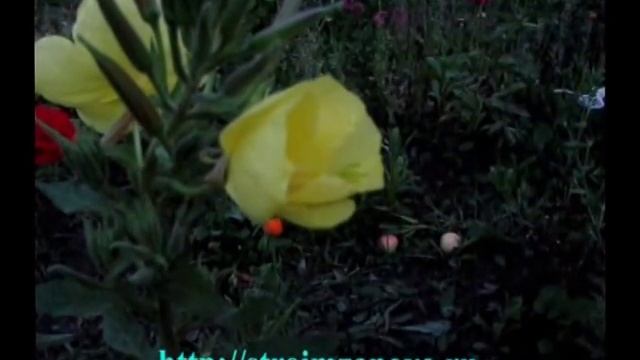 Ночная свеча энотера смотреть онлайн