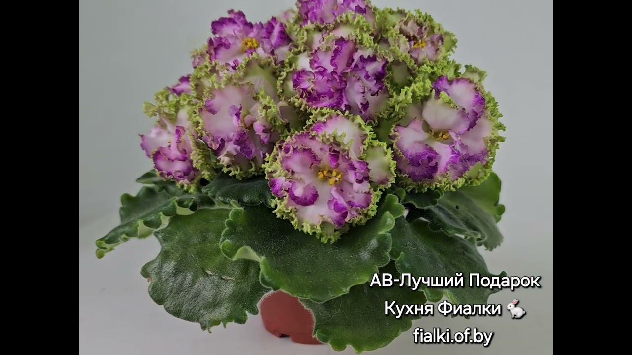 фиалка АВ-Лучший Подарок. Коллекция Кухня Фиалки ❤️ смотреть онлайн