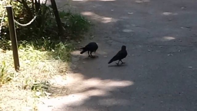 Галка кормит своего галчонка