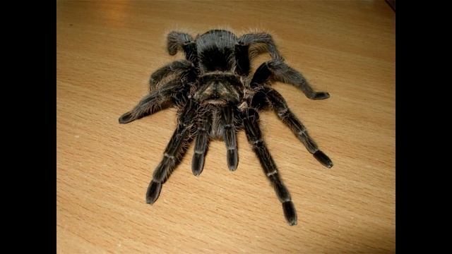 Подкаст-Паук,арахнокип.Че как? смотреть онлайн