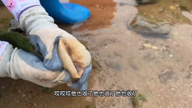 【八爪魚合集】海邊大潮過後，遍地都是八爪魚，一抓一大把！ 【牛牛趕海海鮮】 смотреть онлайн