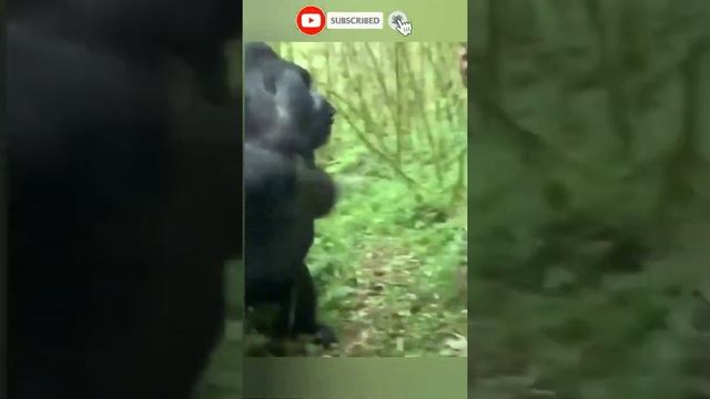 gorilla vs man || gorilla attack video #short #gorilla #wildlife #shorts смотреть онлайн