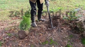 Видео из питомника: как выкопать и посадить тую (пересадка туи Смарагд 1 м)