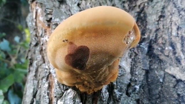 Чага - древесный гриб, который едят улитки. Его польза. Канал Тутси Влог. смотреть онлайн