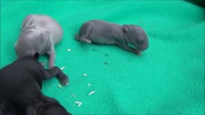 Кролик умер, а кролики родились. Новорожденные крольчата. Какие кролики самые маленькие