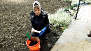 Чудный гравилат чилийский. Как правильно посадить гравилат. Посадка уход выращивание гравилата