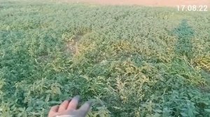 Арбуз АУ Продюсер. От завязи до урожая #2 сезон 2022