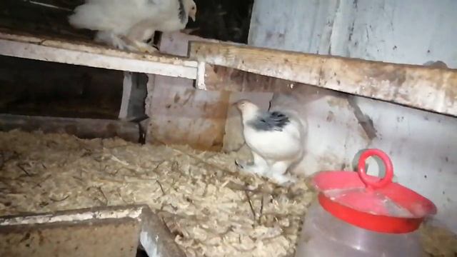 Сбылась мечта! Или переезд колумбийской брамы из Брянска в Великие Луки смотреть онлайн