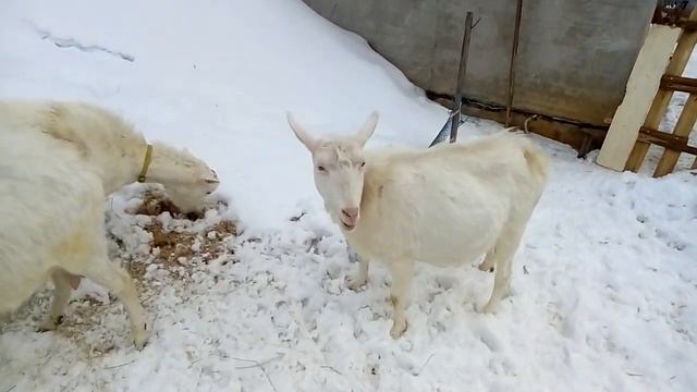 КОЗЫ В ШОКЕ ШЕРСТЬ ДЫБОМ! смотреть онлайн