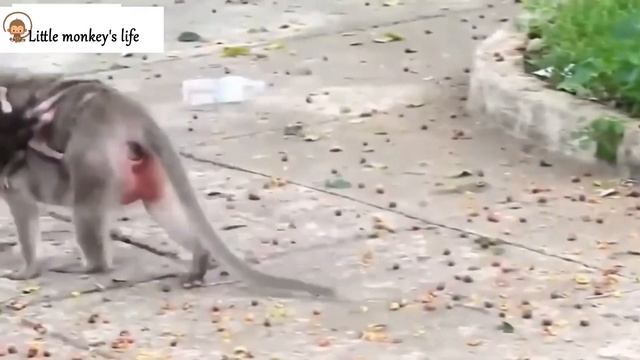 Baby monkey crying very loudly and scared, why does the mother monkey treat the baby like that смотреть онлайн