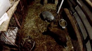 В каком возрасте  спаривать кроликов ,порассуждаем. 1 Видео.