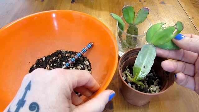 Rooting Rhipsalidopsis Cactus - Easter Cactus In Water & Potting Up