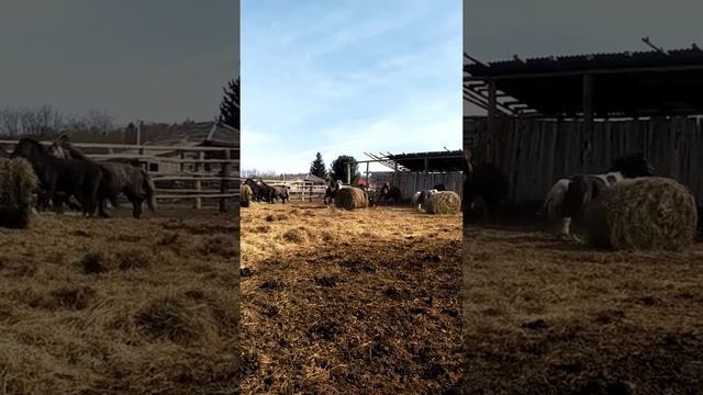 Привезли жеребца Арбат якутской породы смотреть онлайн