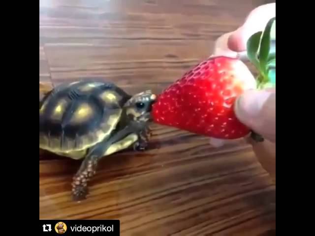 Черепаха и клубника смотреть онлайн