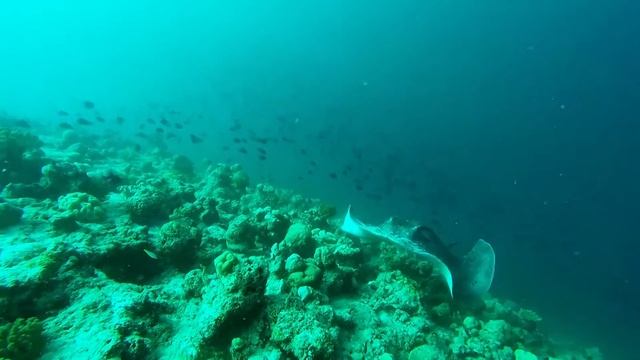 Smooth Ray Climbs The Wall - Baa Atol, Maldives