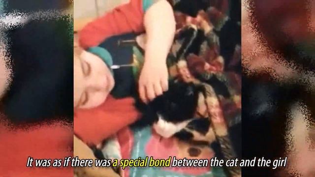 Rescued Cat, Who Is Afraid Of People, Begins To Cuddle The Little Girl смотреть онлайн