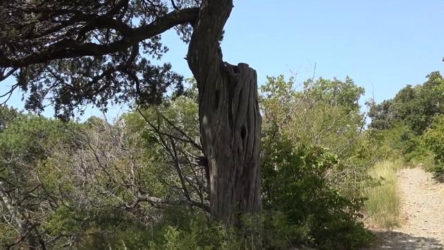 #АНАПА УТРИШ. Заповедный лес и моя перезагрузка 🏞 LIVE 236 смотреть онлайн