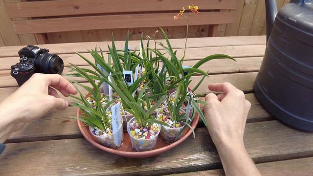 Orchideenliebhaber aufgepasst: Tolumnia Jairak Flyer Cardinal Bird Neuigkeiten UPDATE #4 смотреть онлайн