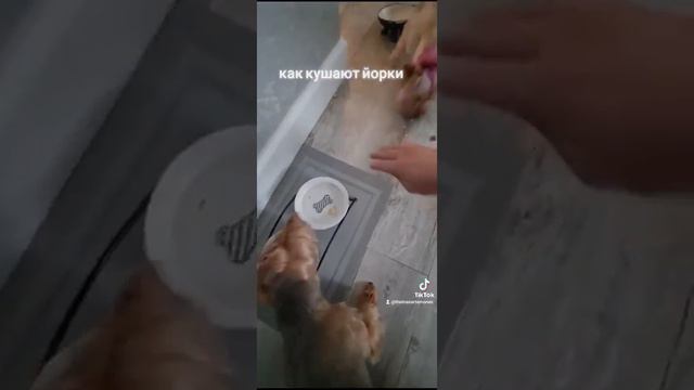 как едят собаки породы ёрк смотреть онлайн