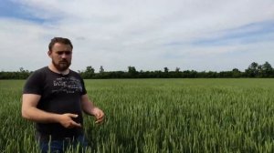 Гербициды для озимой пшеницы.