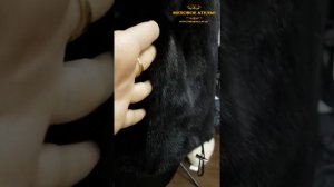 Ремонт потёртости на норковой шубе. Ремонт потертостей на мехе. Реставрация меха. Реставрация шубы.