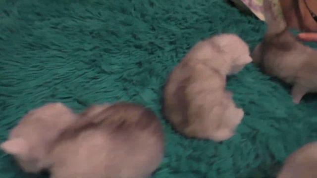 Котята гуляют по кровати смотреть онлайн