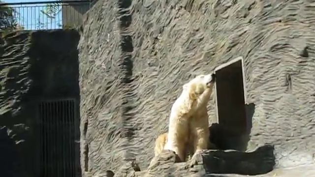 Пражский зоопарк-Белый медведь смотреть онлайн