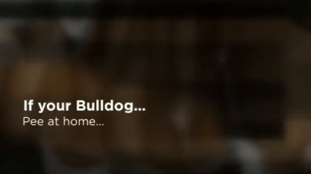 French Bulldog Behavior смотреть онлайн