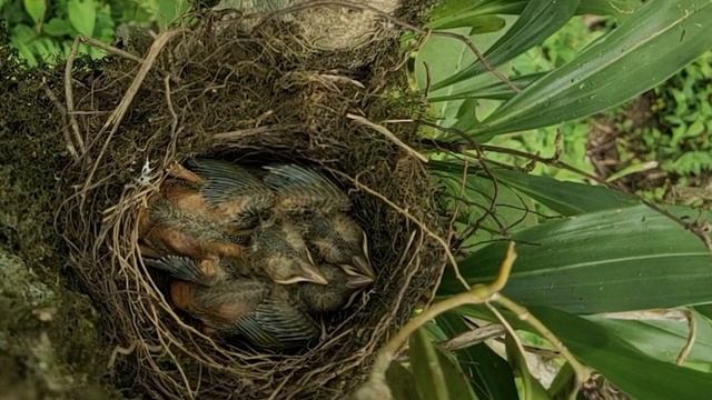 Кукушка. Стихотворение. Автор Ефанова Ирина. смотреть онлайн