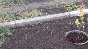 518. Посадила голубику а обломанные? веточки почеренковала ?