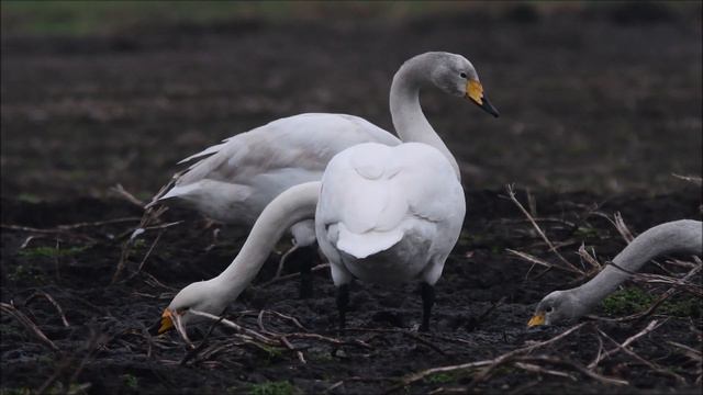 Wilde zwanen foerageren in de modder op een aardappelveld смотреть онлайн