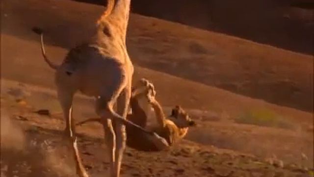 Жираф против Льва смотреть онлайн