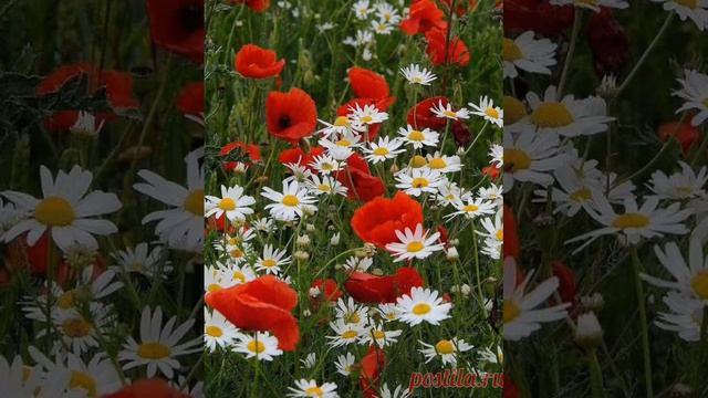 Хәерле иртәләр! Унышлы көннәр белән! Кәефләрегез кутәренке булсын дусларым! смотреть онлайн