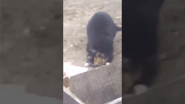 Спаривание моей кошки и не знакомово кота смотреть онлайн