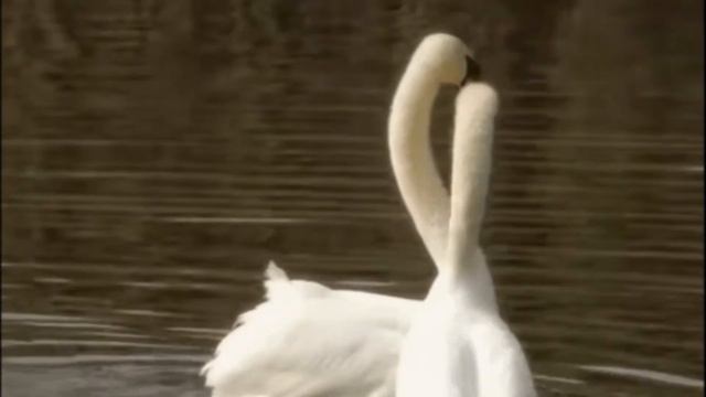 ВЕРШИНА ЛЮБВИ смотреть онлайн