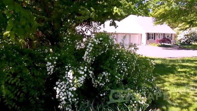 Vanhoutte Spirea vs Bridal Wreath Spirea - Spiraea x vanhouttei vs. Spiraea prunifolia смотреть онлайн