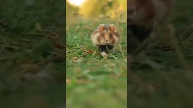 #природа#хомяк#видео#человек#фотоаппарат#мило