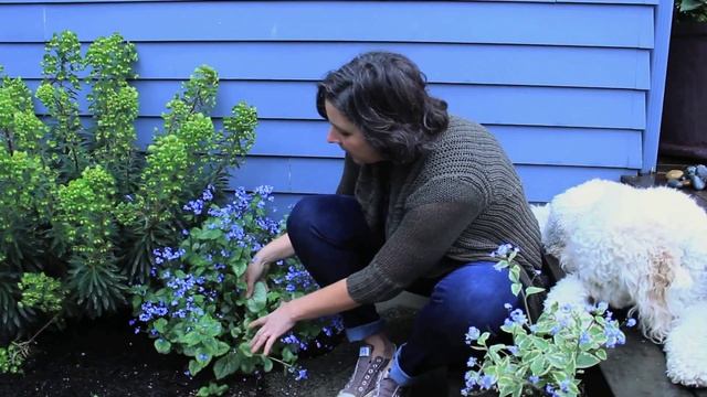 Siberian Bugloss (Brunnera Macrophylla)