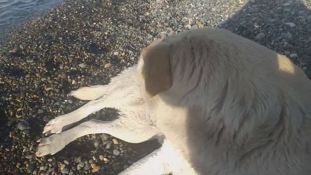 Собака - друг человека, берегите друзей