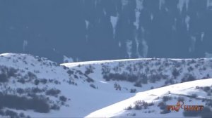 Wolf Hunting in the mountain. Kazakhstan. Охота на волка в горах Казахстана.