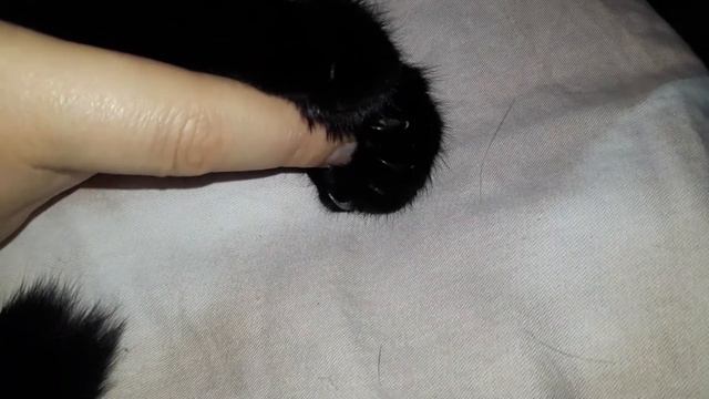 Моя #кошка меня не отпускает😍😽😸 смотреть онлайн