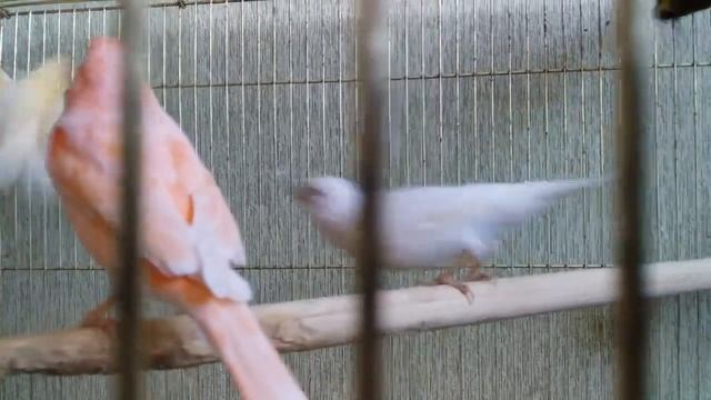 Новая клетка пролетка канарейкам смотреть онлайн