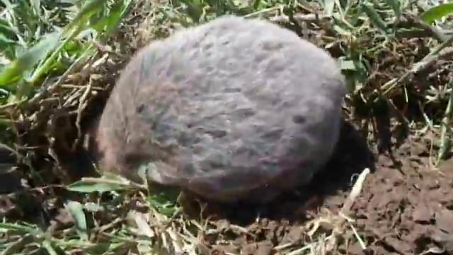 © Слепыш обыкновенный (Spalax microphthalmus) в окрестностях озера Ялпуг смотреть онлайн