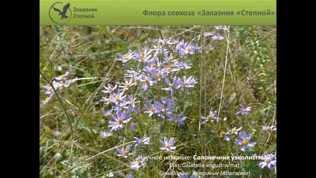 Флора и фауна совхоза «Заказник «Степной» смотреть онлайн