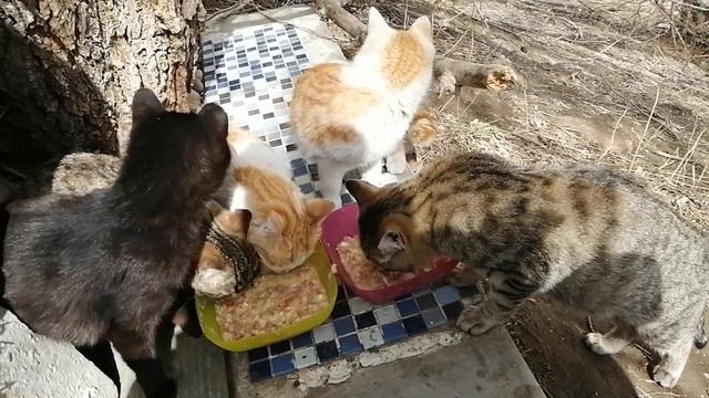 18 апреля 2023г температура - 1 еда которую принёс вчера замёрзла в лёд. смотреть онлайн