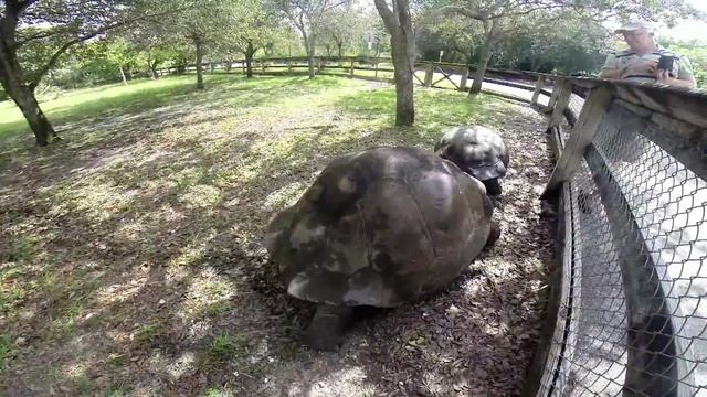 Galapagos turtles ЧЕРЕПАХИ.Битва за морковку, погоня, ловушка и ..... смотреть онлайн