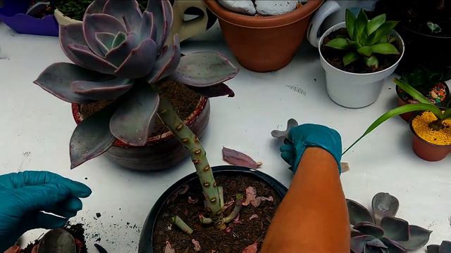 Cómo Reproducir Una Echeveria Perle Von  #echeveria #suculentas #plantas