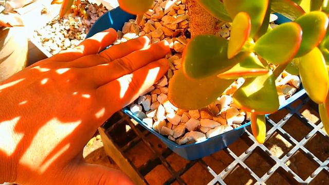 Plantas Suculentas Propagação Muito Mais Rápido Brotação Entre 7 A 10 Dias Novo Jeito