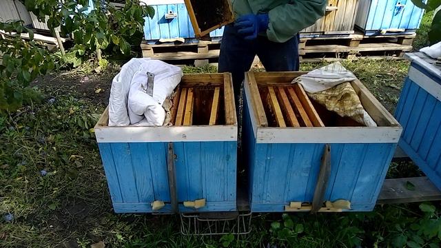 Как переселить семьи без слетов пчелы ! И вся правда про слабые семьи! смотреть онлайн